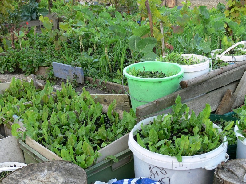 L'agriculture urbaine récompensée