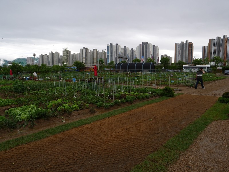 Les jardins partagés de Gangdong-Gu. © Caroline Hartley-Cityside