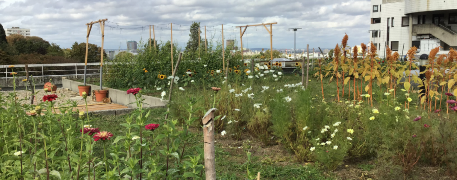 Ferme Florale Urbaine APHP Hôpital Robert Debré crédits DEVE