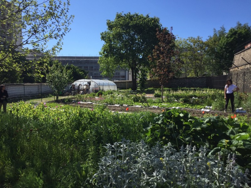 Projet lauréat - Flore Urbaine. Crédit Claire Sainton Ville de Paris