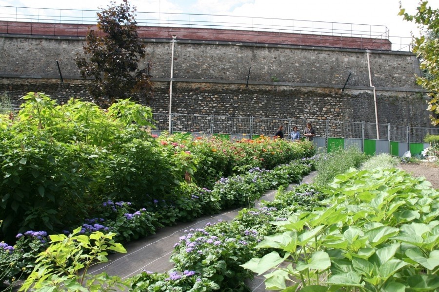 Projet lauréat : flore urbaine