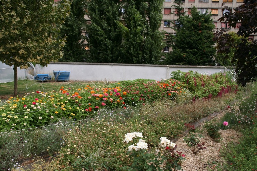 Projet lauréat : flore urbaine