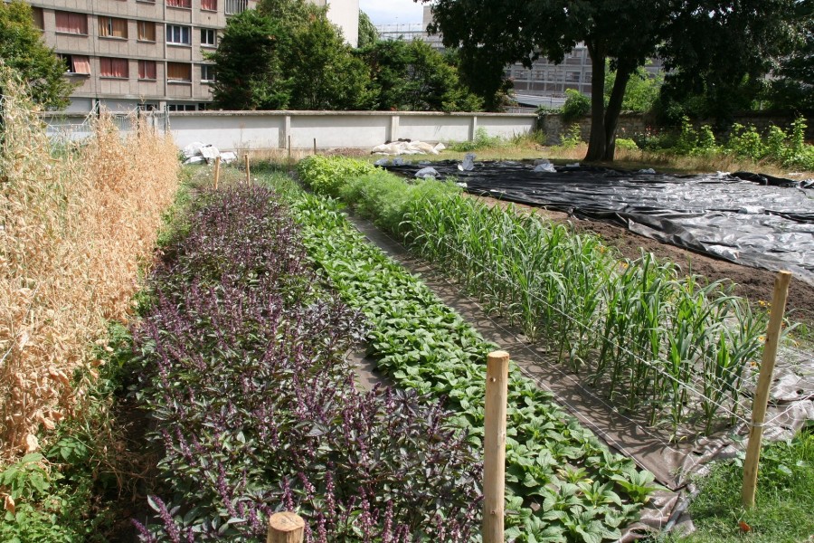 Projet lauréat : flore urbaine