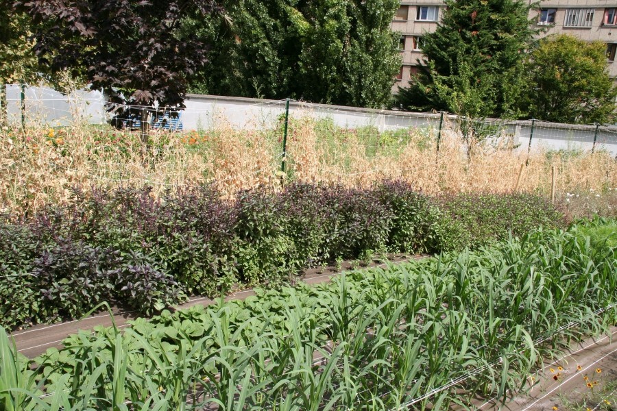 Projet lauréat : flore urbaine