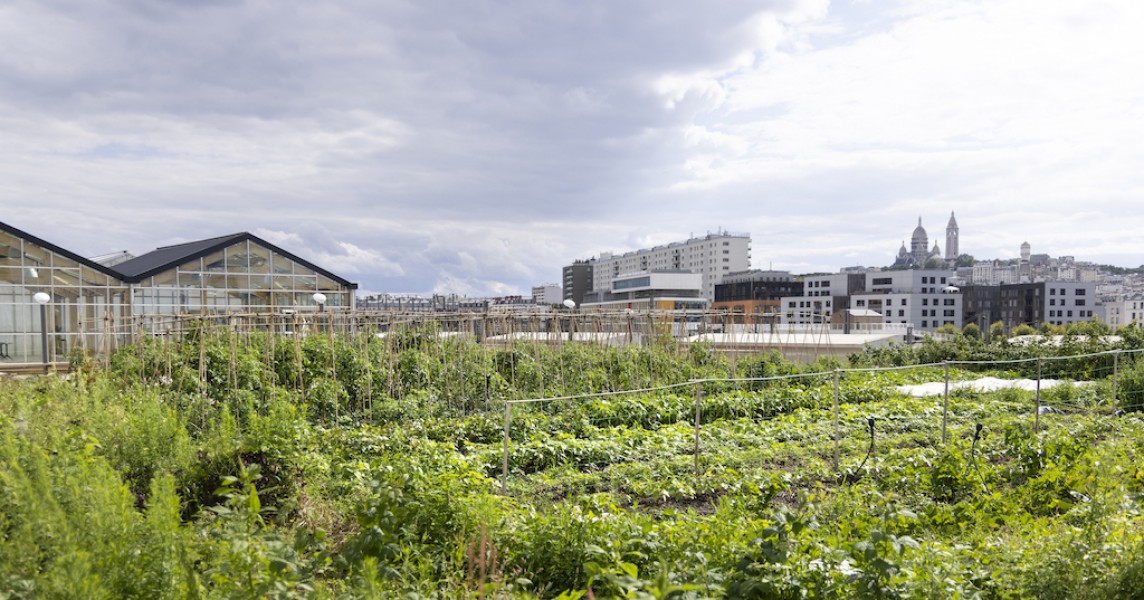 Potager du projet Plantation Paris, Crédits: Arnaud Childéric - Kalice