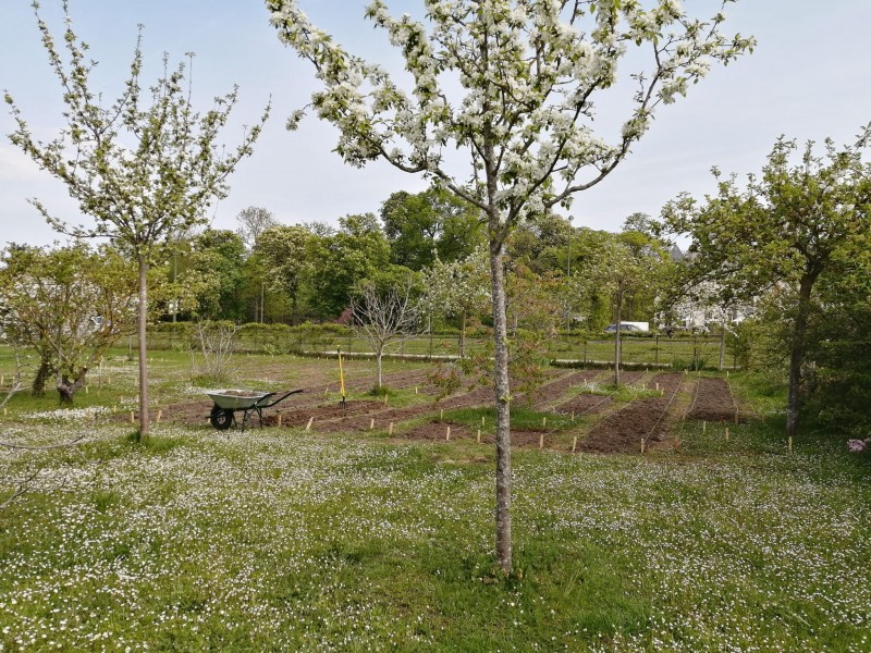 FLEURS DU MOULIN DE LONGCHAMP crédits MATHILDE EYRAUD