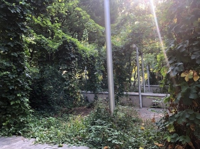Houblonnière de la Villette - Crédits DEVE