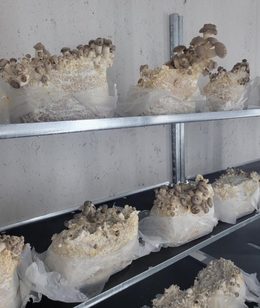 Parking Maroc - Wesh Grow - Crédits : DEVE