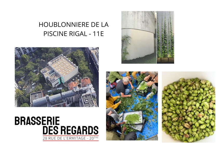 Houblonnière de la piscine Georges Rigal - Crédits : La Brasserie des Regards